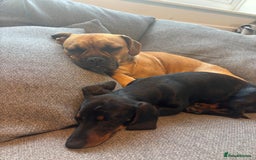 Mixed Breed dogs for sale: Beautiful French bulldog cross  - Image 6