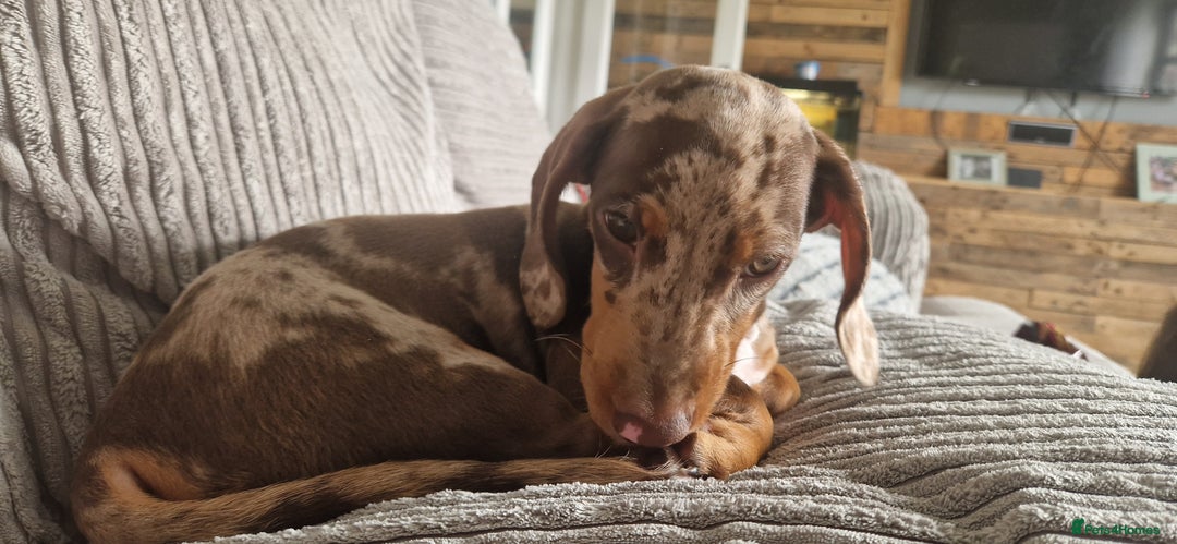 Dachshund dogs for stud: Daushound available for stud.  - Advert 14