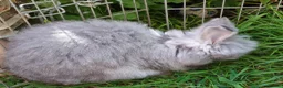 Angora rabbits for sale: Tame Angora Rabbits - Advert 7
