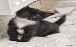 Mixed Breed birds for sale: Tuxedo & Tabby Domestic Short-hair Kittens - Image 2