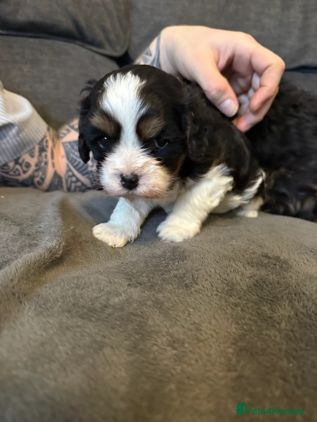 Cavapoo dogs for sale: Cavapoo  - Advert 4