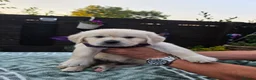 Golden Retriever dogs for sale: 9 beautiful golden retriever puppies - Advert 7