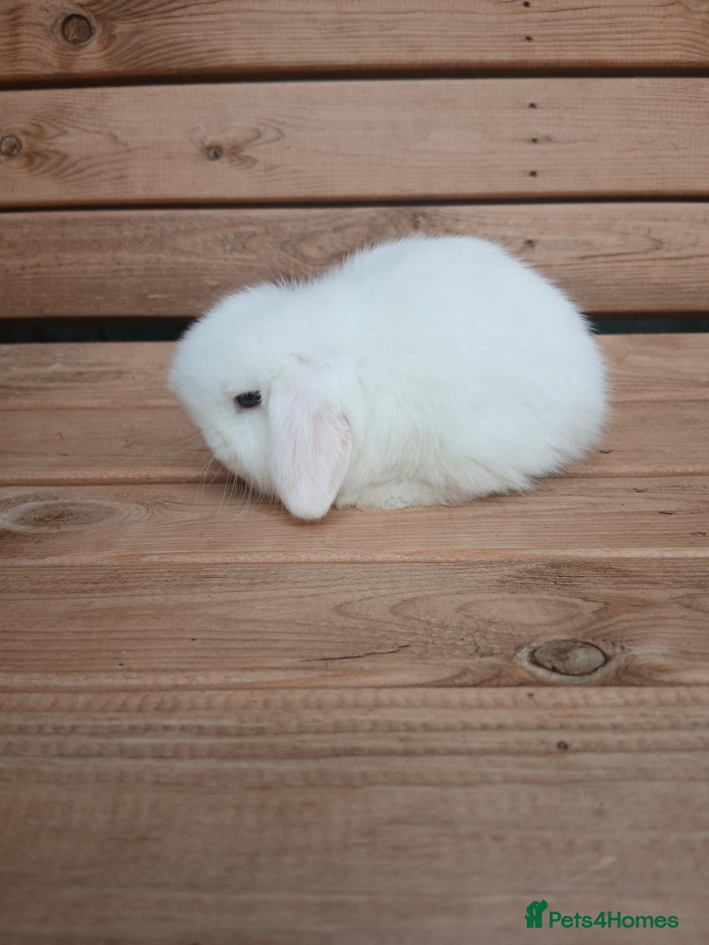 Mini Lop rabbits Purebred mini lop baby buck - Advert 2