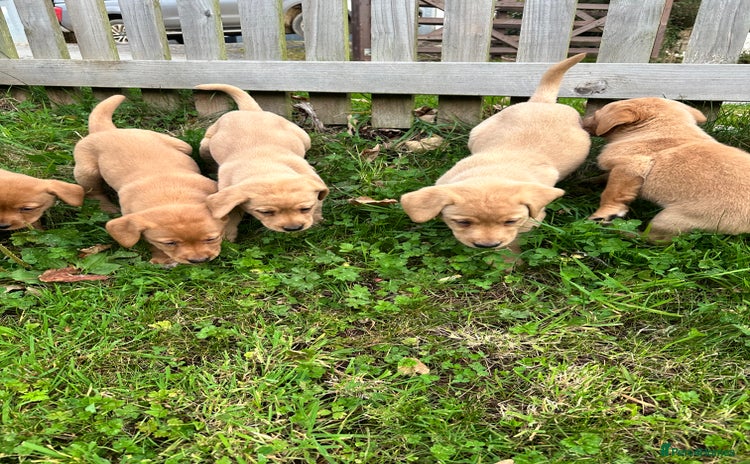 Labrador Retriever dogs - Advert 3