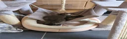 Mixed Breed cats for sale: Kittens for sale in Rhyl - Advert 9