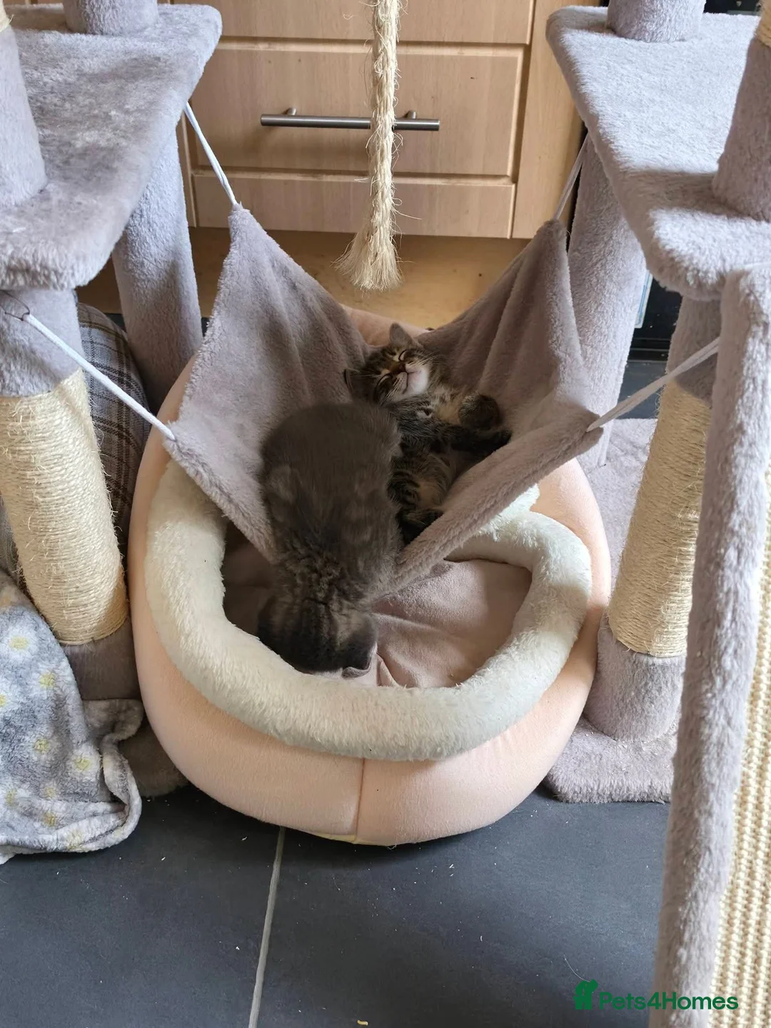 Mixed Breed cats for sale: Kittens for sale in Rhyl - Advert 9