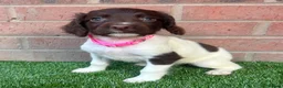 English Springer Spaniel dogs for sale: English springer spaniels puppies  - Advert 3