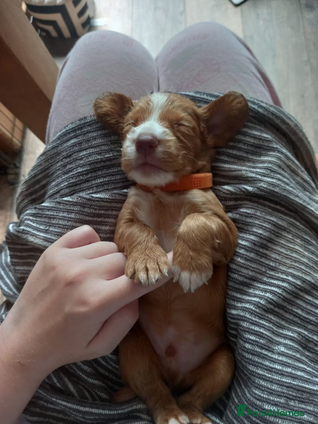 Cocker Spaniel dogs for sale: Working spaniels  - Image 2