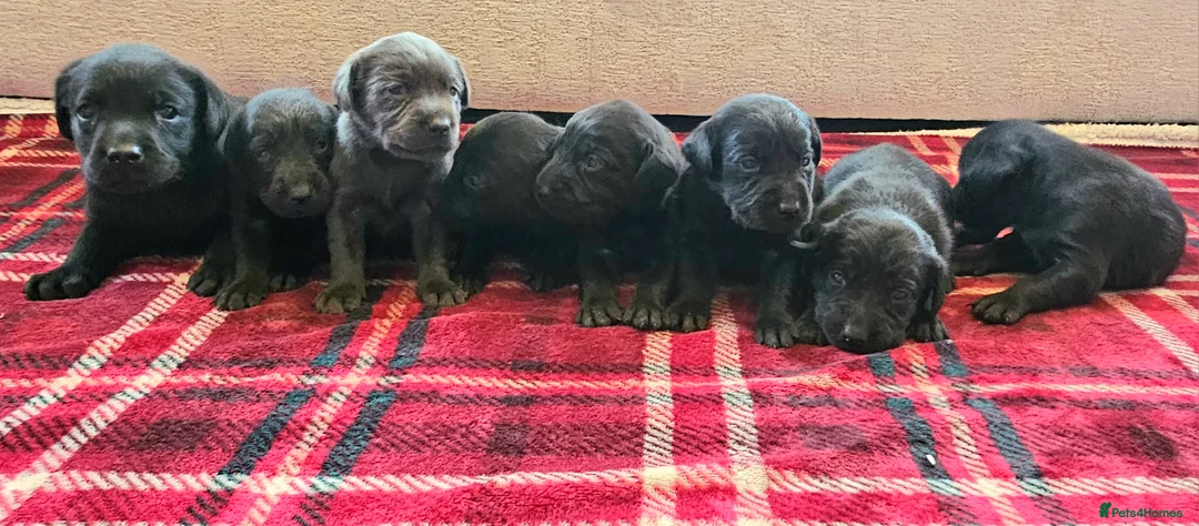 Labrador Retriever dogs for sale: 8 BEAUTIFUL KCREG LABRADORS. HEALTH TESTED PARENTS - Advert 3