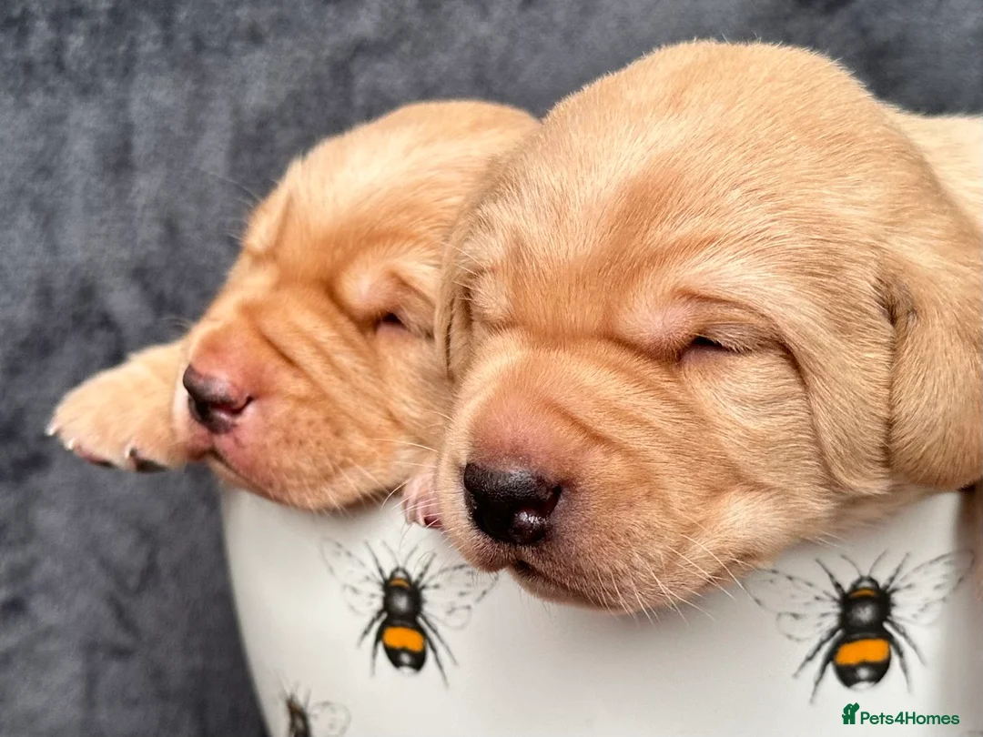 Labrador Retriever dogs for sale: Fox Red Pedigree Labrador Litter - Advert 6