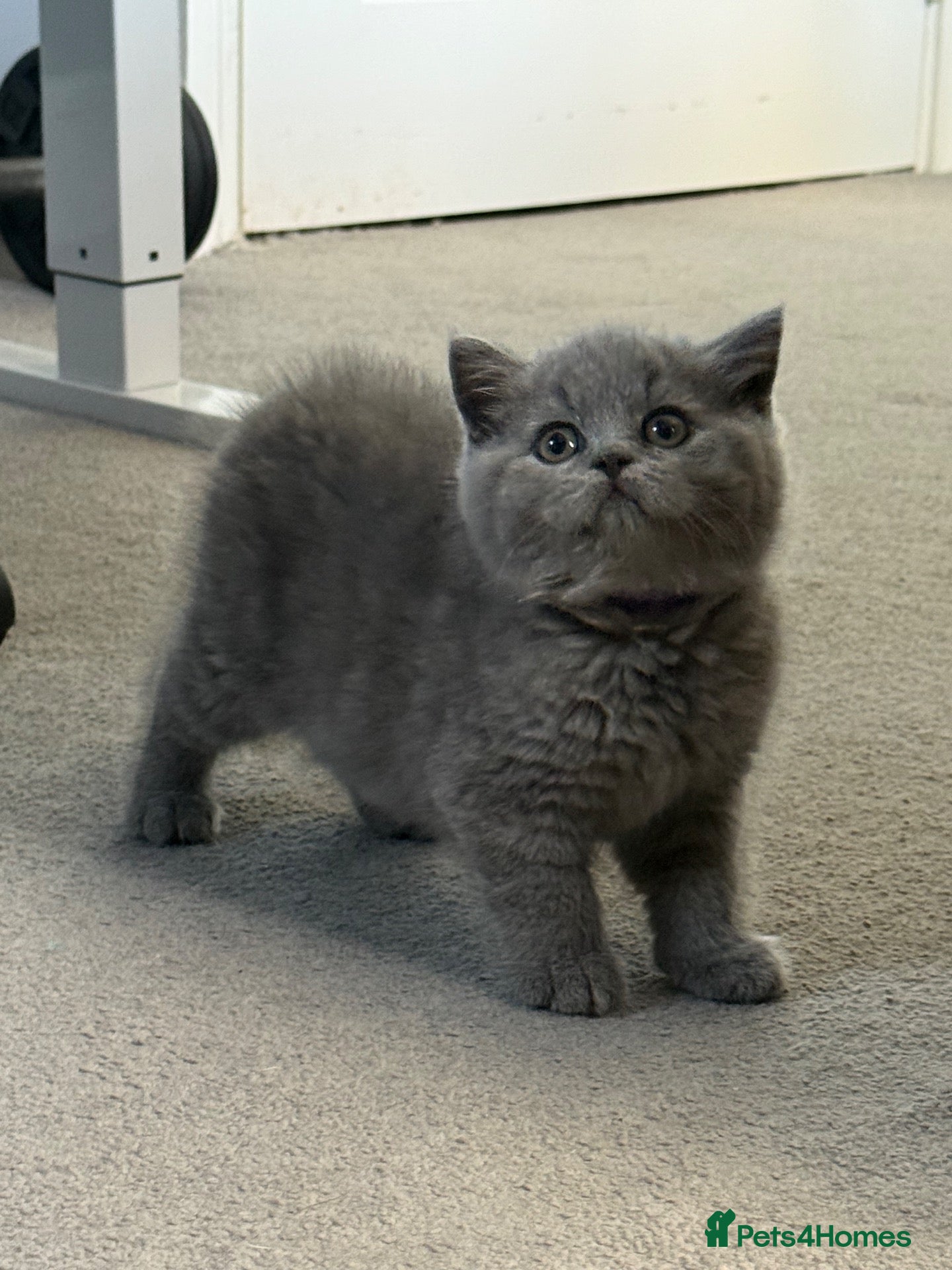 British Shorthair cats Gorgeous British Short Hair - Advert 1