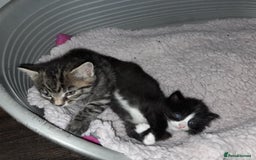 Domestic Shorthair cats for sale: Exquisite part bengal kittens  - Image 5