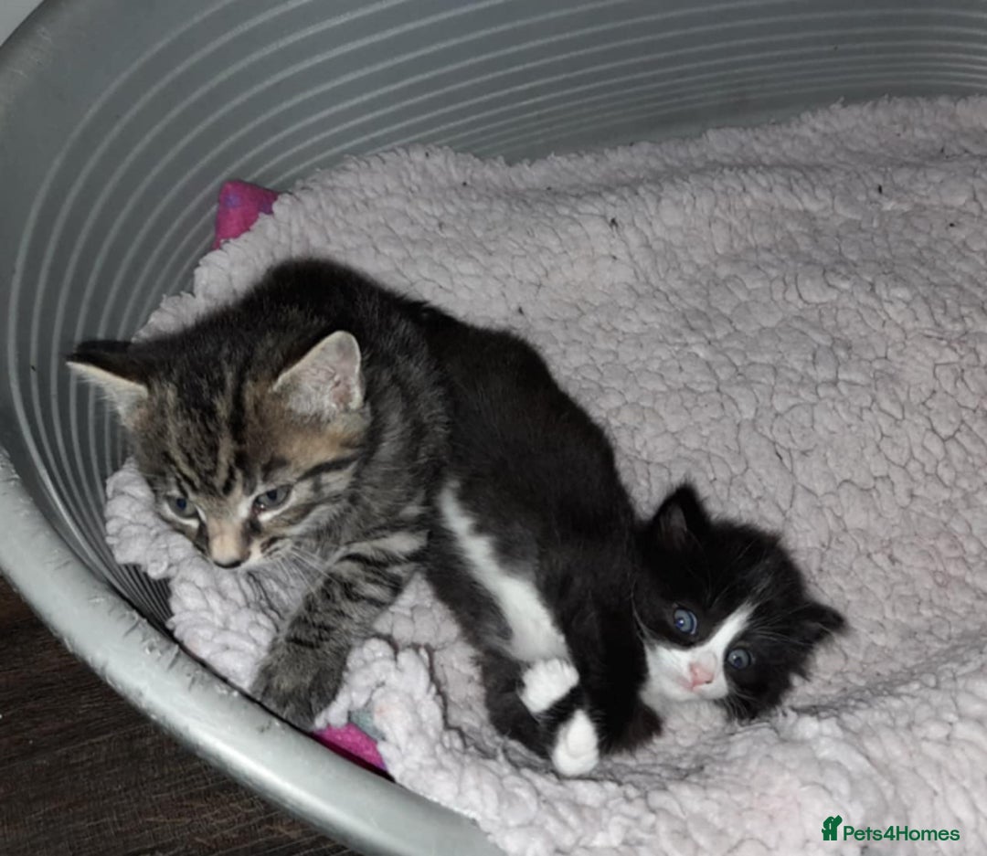 Domestic Shorthair cats for sale: Exquisite part bengal kittens  - Image 5