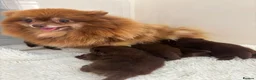 Pomeranian dogs for sale:  STUNNING POMERANIAN - Advert 1