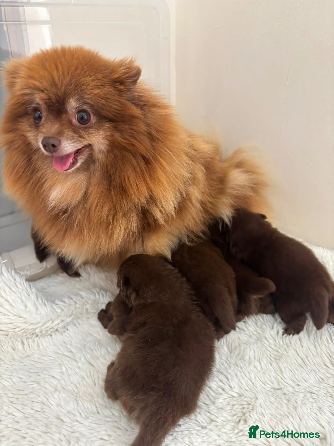 Pomeranian dogs for sale:  STUNNING POMERANIAN - Advert 1