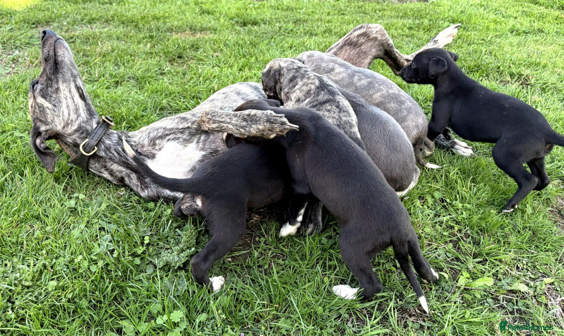 Whippet dogs Stunning Whippet Puppies for Sale - Advert 1