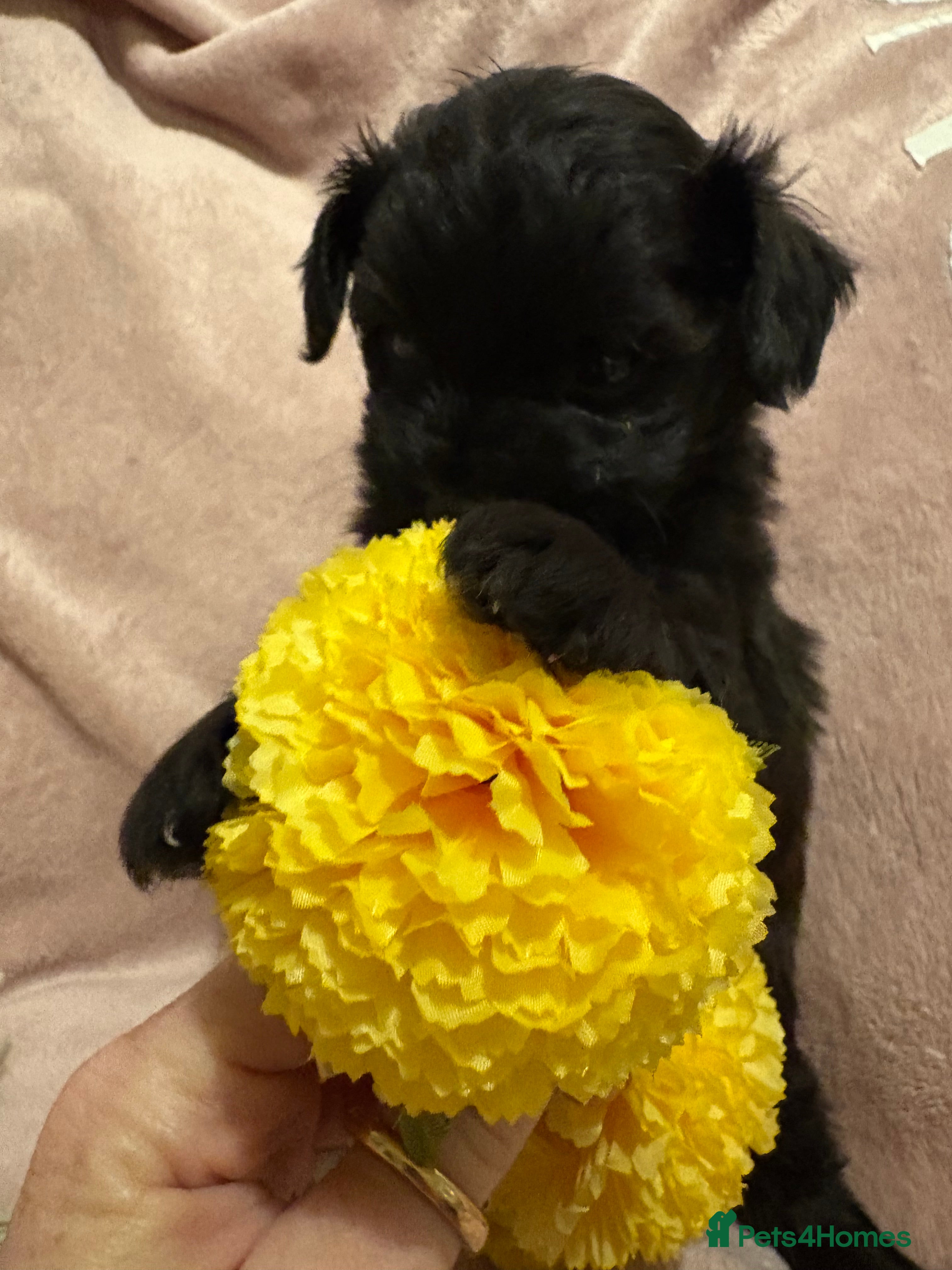 Chipoo dogs Beautifully brave tiny rare chipoos  - Advert 1