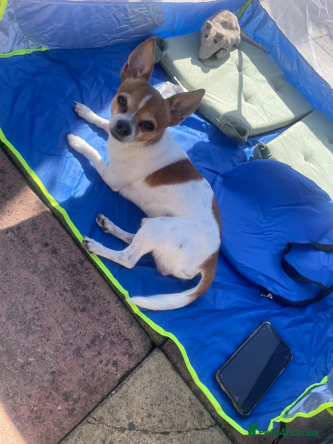 Chihuahua dogs for stud: TEDDY. 3/4 chihuahua X 1/4 jack Russell in Bilston - Advert 3