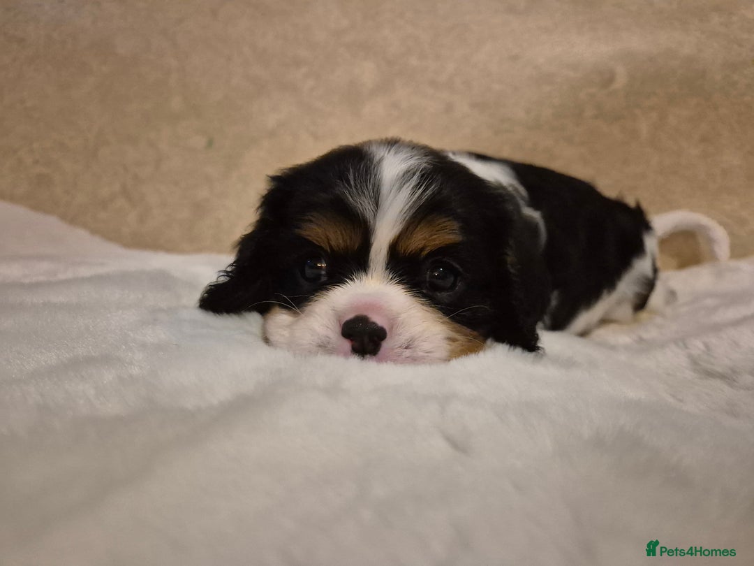 Cavalier King Charles Spaniel dogs for sale: Cavalier Puppies (Health tested perants) - Image 5