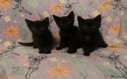 Domestic Shorthair cats for sale: 6 Black Kittens - Ready to leave! - Image 4