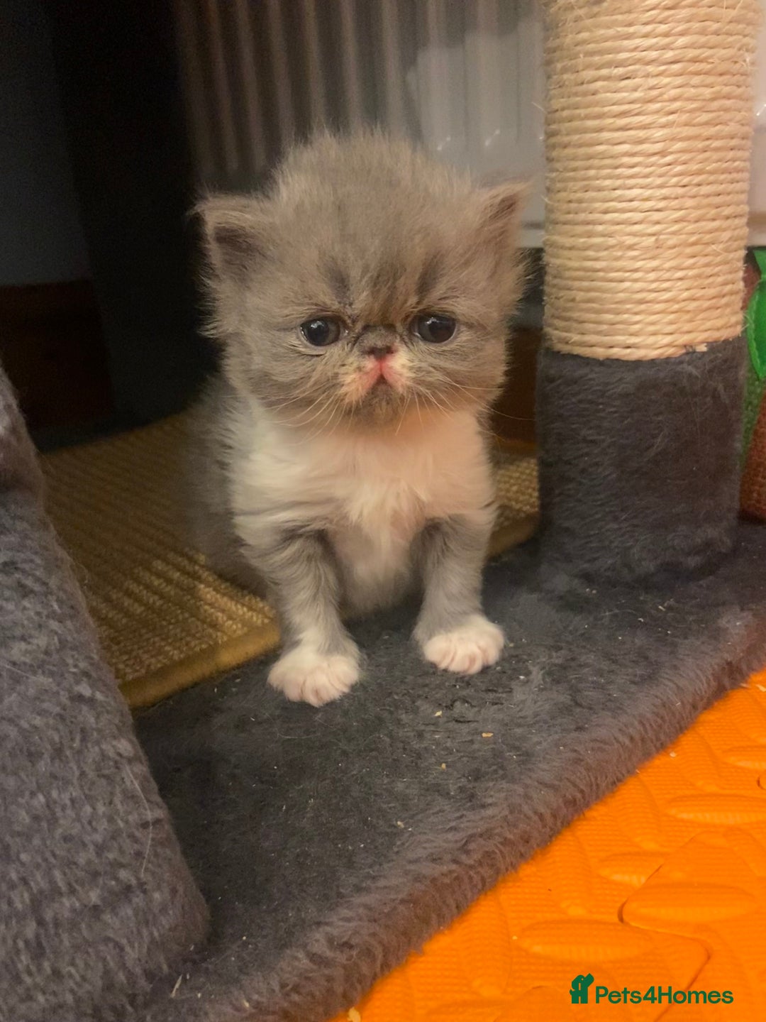 Persian cats for sale: Stunning pedigree Persian kittens - Advert 8