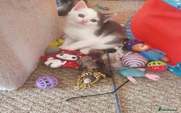 Mixed Breed cats for sale: 2 Beautiful Little Kittens - Image 14
