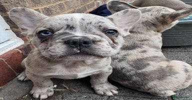 French Bulldog dogs - Advert 3