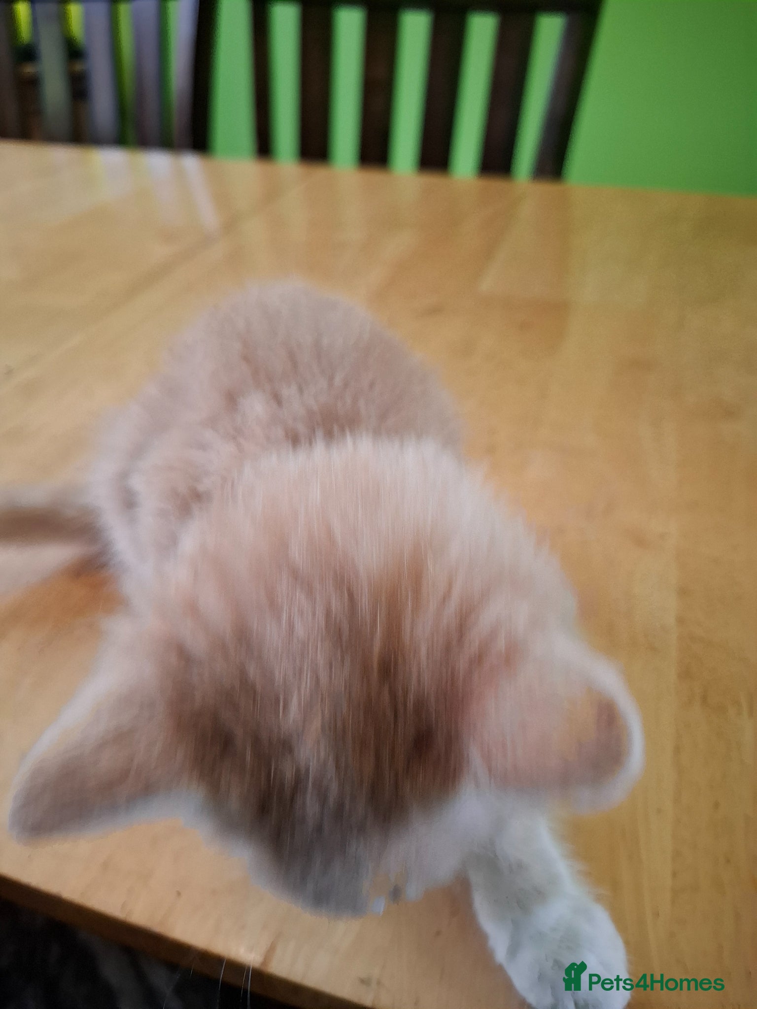Mixed Breed cats for sale: Six 9 week old Kittens   - Advert 10