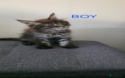 Maine Coon cats for sale: PURE BREED MAINE COONS KITTENS  - Image 3
