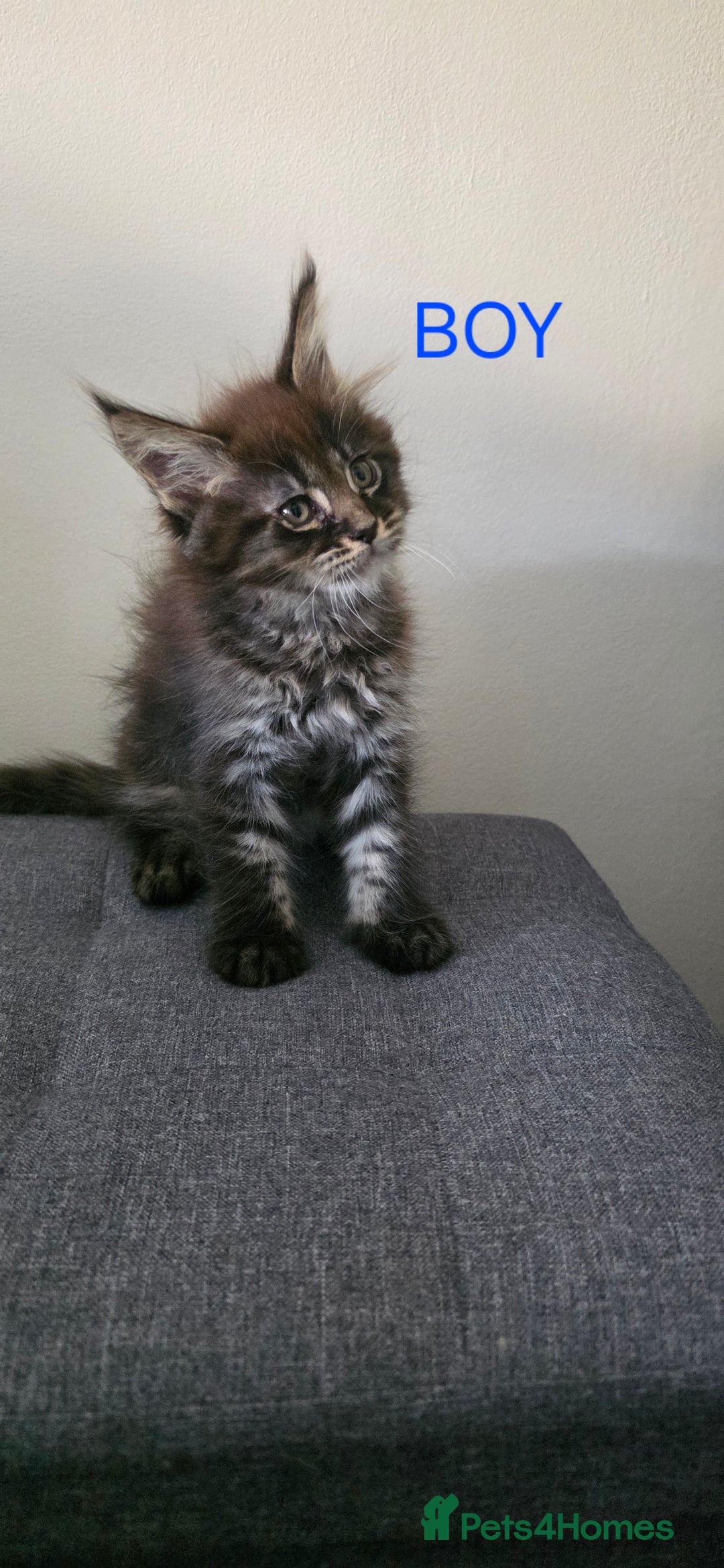 Maine Coon cats for sale: PURE BREED MAINE COONS KITTENS  - Image 3