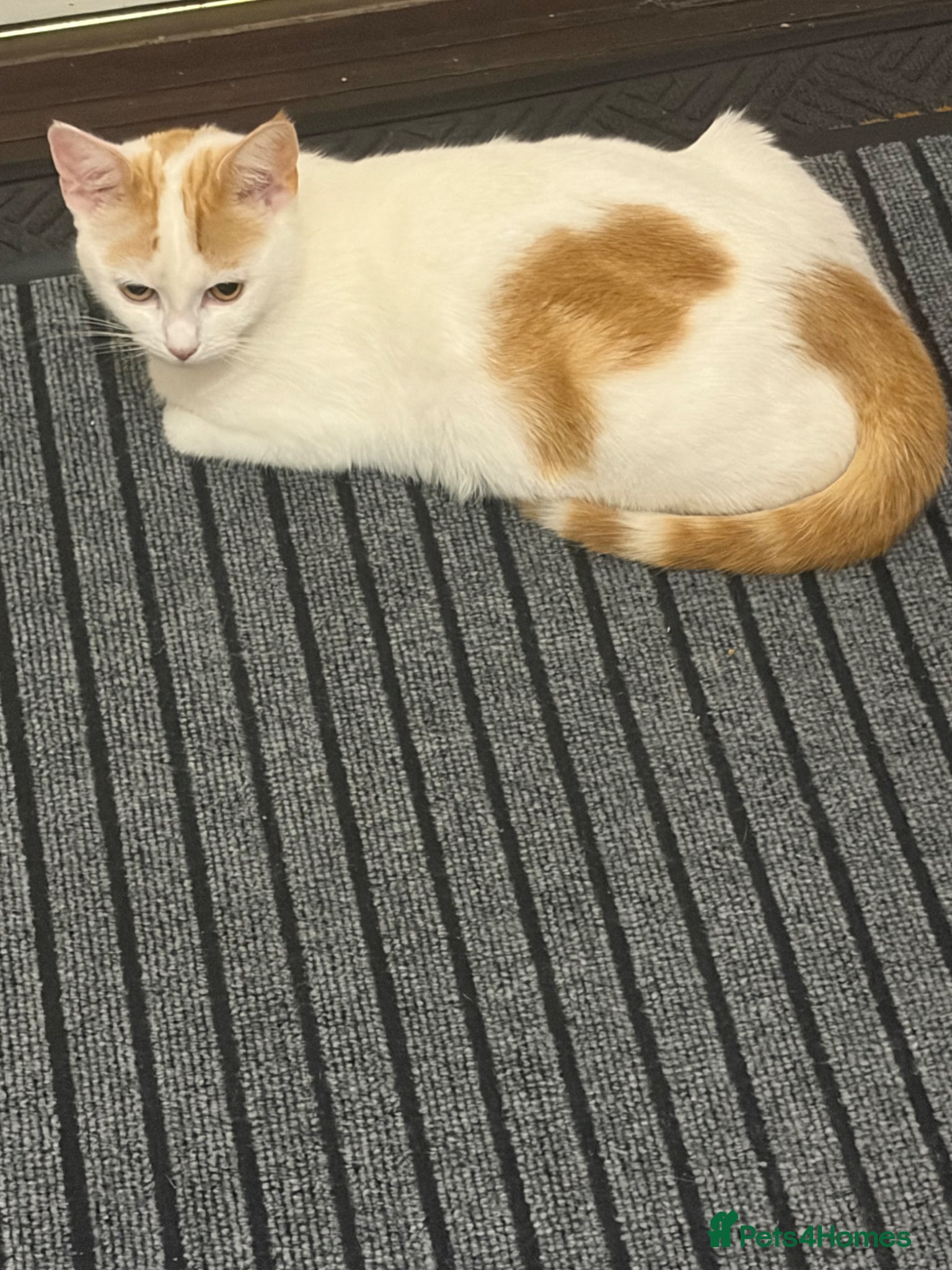 Mixed Breed cats Ginger boy kitten  - Advert 1