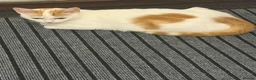 Mixed Breed cats for sale: Ginger boy kitten  in Bradford - Advert 1