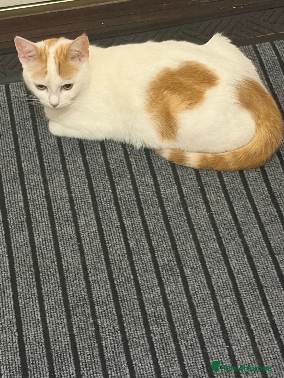 Mixed Breed cats for sale: Ginger boy kitten  in Bradford - Advert 1