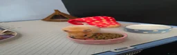 Hamster rodents for sale: Syrian female hamster  - Advert 3