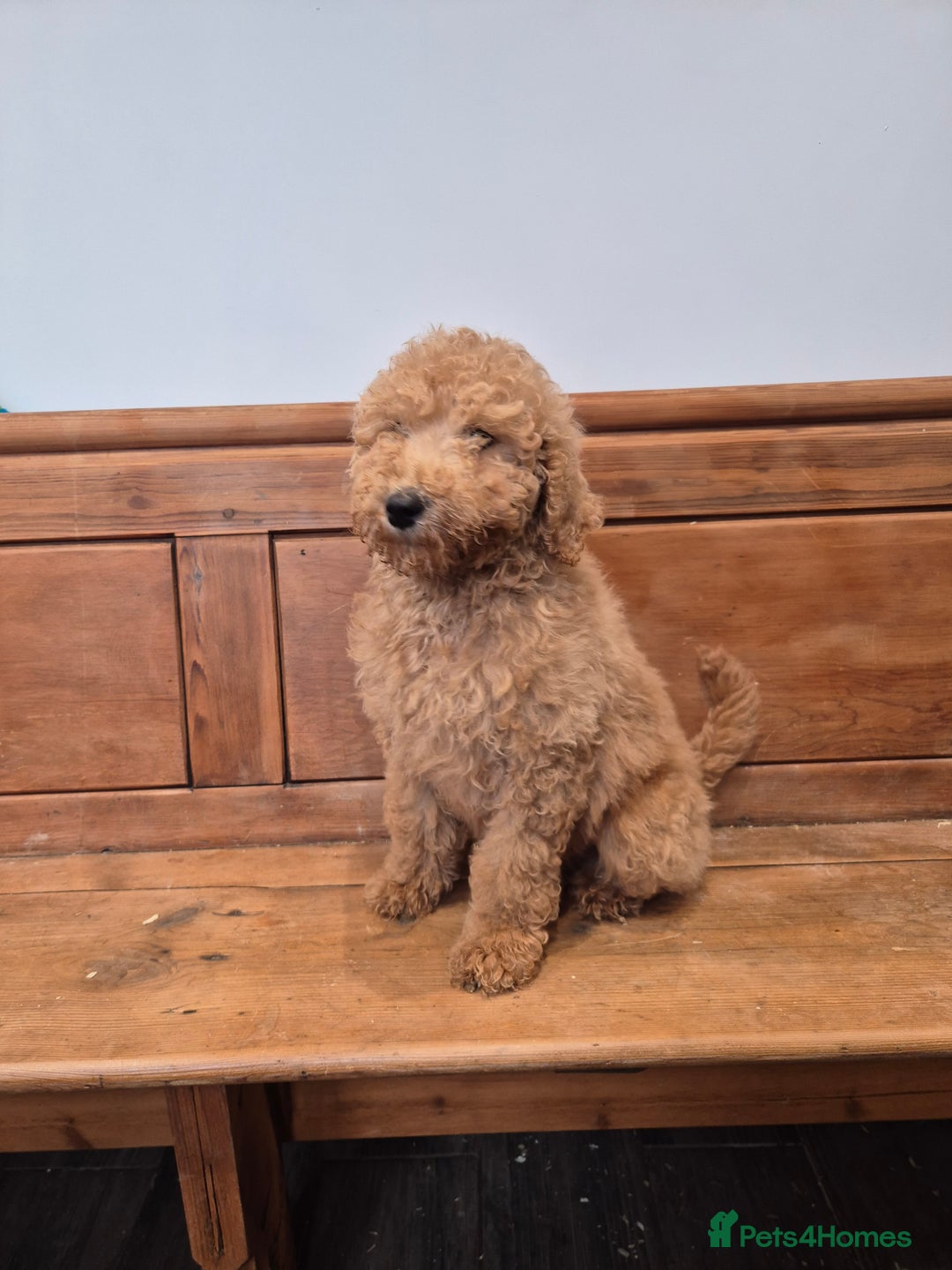Standard Poodle dogs for sale: Standard Poodle  - Advert 1