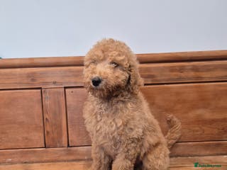 Standard Poodle dogs Standard Poodle - Advert 4