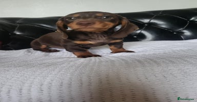 Dachshund dogs - Advert 7