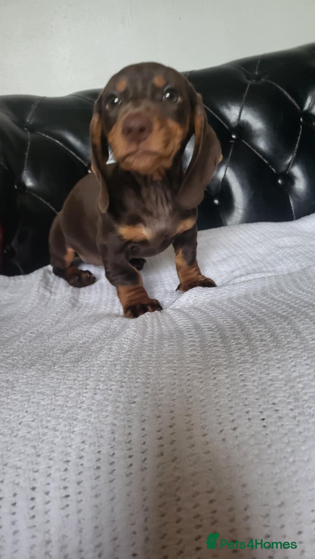 Dachshund dogs for sale: dachshund puppy for sale ! - Image 3