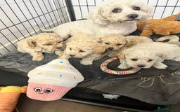 Poochon dogs for sale: Stunning and gorgeous poochons  - Image 4