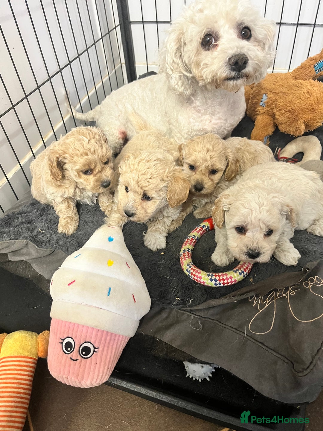 Poochon dogs for sale: Stunning and gorgeous poochons  - Image 4