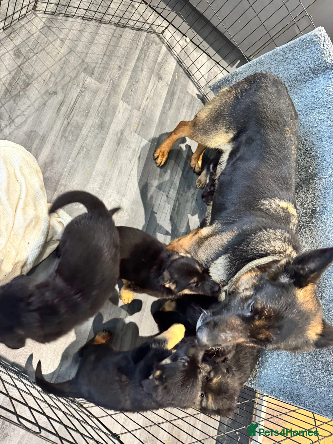 German Shepherd dogs for sale: German shepherd pups  - Advert 20