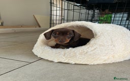 Miniature Dachshund dogs for sale:   🐾READY NOW🐾 | ONLY 1 BOY LEFT - Image 12