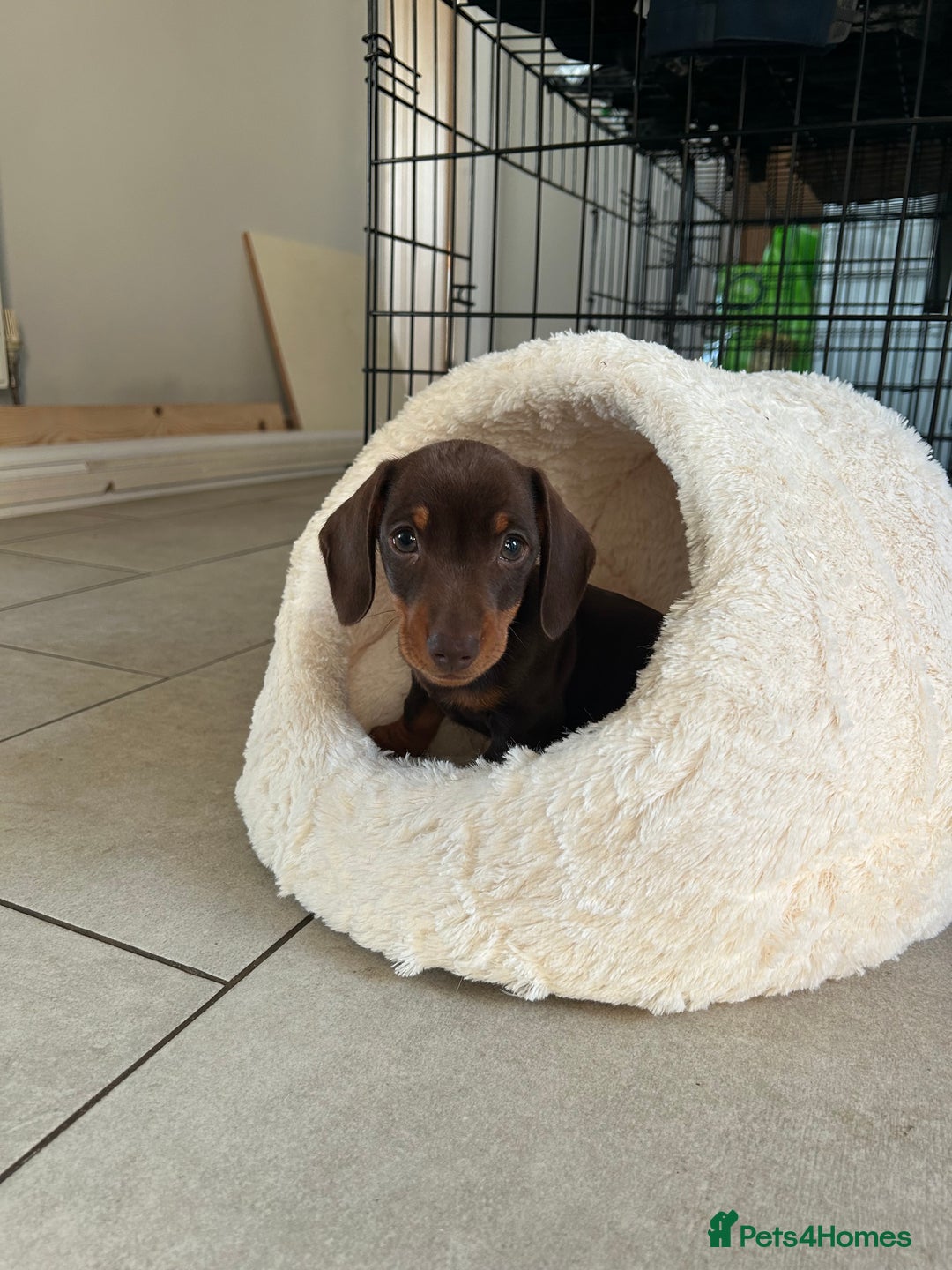 Miniature Dachshund dogs for sale:   🐾READY NOW🐾 | ONLY 1 BOY LEFT - Image 12