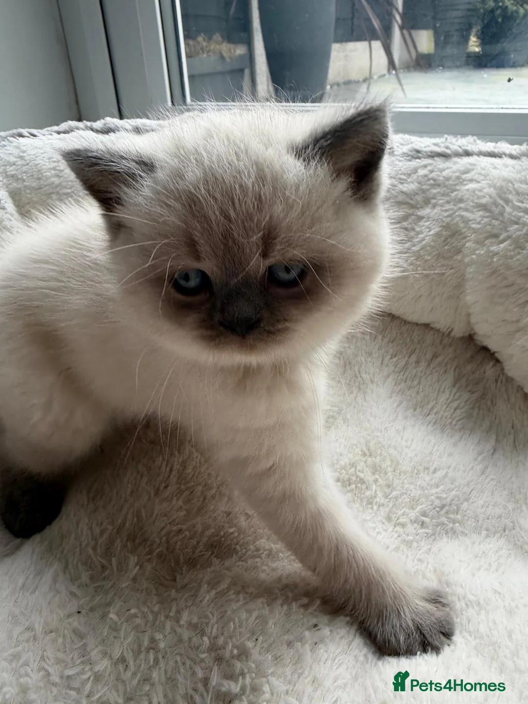 British Shorthair cats for sale: Stunning chunky British shorthair kittens - Advert 8