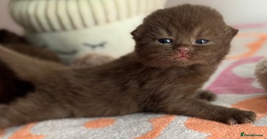 British Shorthair cats - Advert 3