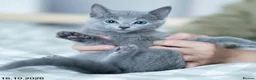 Russian Blue cats for sale: Adorable Russian Blue Kittens. - Advert 21