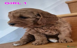 Mini Goldendoodle dogs for sale: F1b Red Miniature Goldendoodles tested parents - Image 26