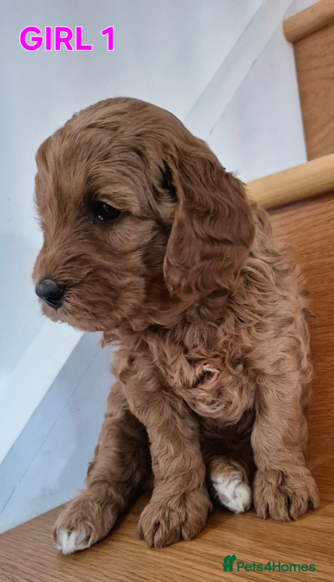 Mini Goldendoodle dogs for sale: F1b Red Miniature Goldendoodles tested parents - Image 26