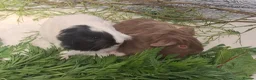 Guinea Pig rodents for sale: SOLD.     Bonded pair of female guinea pigs  - Advert 7