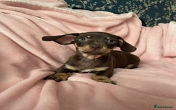 Miniature Dachshund dogs for sale: Beautiful Dachshund X - Image 12